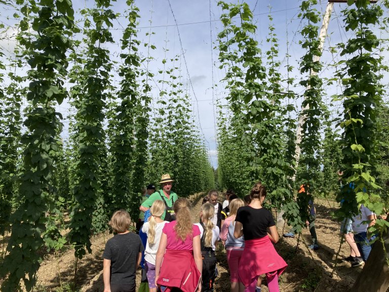 Grossansicht in neuem Fenster: Hörlhof Hopfen