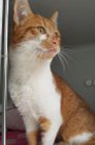Fundtier Katze "Willy"