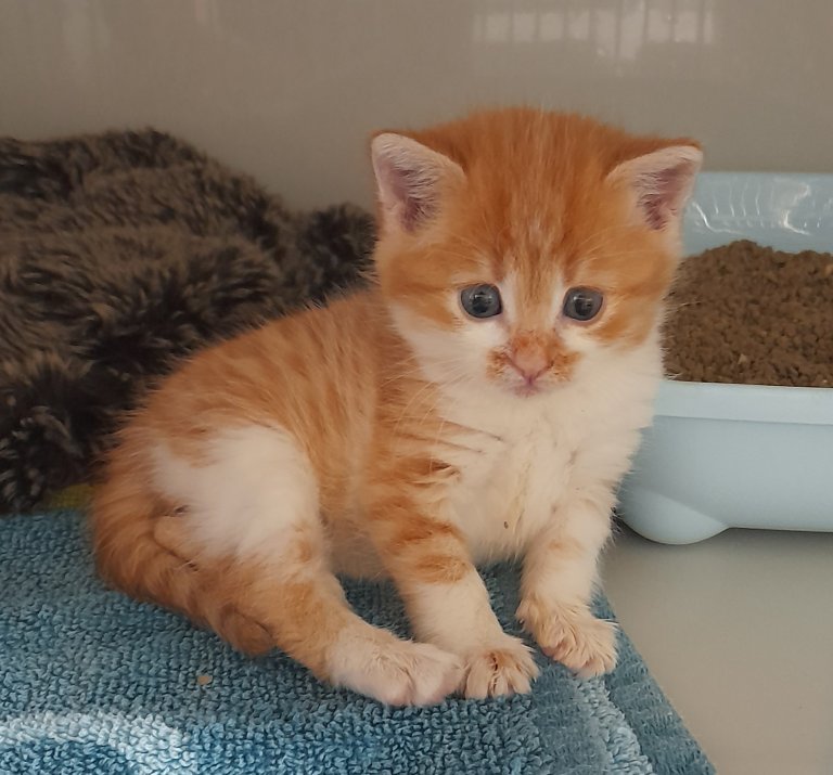 Katze Zara